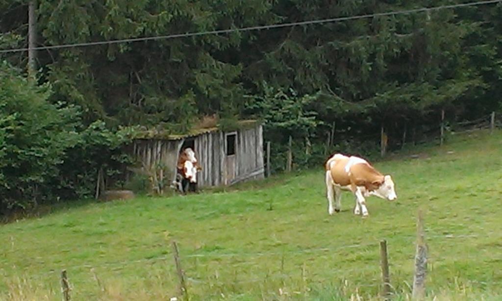 Martina Frey Ferienwohnungen Baiersbronn Extérieur photo